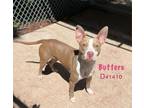 Adopt Butters a Mixed Breed, Pit Bull Terrier