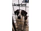 Adopt C8 Aka Scarlett a Labrador Retriever, Terrier