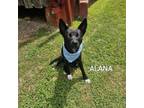 Adopt Alana a Black Labrador Retriever, Husky