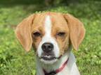 Adopt Allie a Beagle, Jack Russell Terrier