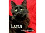Adopt Luna a Domestic Long Hair, Domestic Short Hair