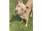Adopt TWYLA a Pit Bull Terrier, Mixed Breed