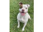 Adopt LOVELY a Pit Bull Terrier, Mixed Breed