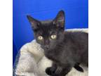 Adopt Goodness a Domestic Short Hair
