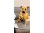 Adopt Brooklyn a Black Mouth Cur, Mixed Breed