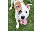 Adopt Hearts a Pit Bull Terrier, Mixed Breed
