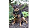 Adopt Taylor a Yorkshire Terrier, Mixed Breed