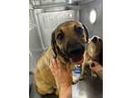 Adopt 56025702 a Black Mouth Cur, Mixed Breed