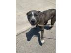 Adopt Essie a Pit Bull Terrier, Mixed Breed