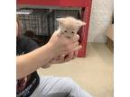 Adopt Kitten 3 a Domestic Short Hair
