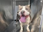 Adopt Gloria a Pit Bull Terrier, Mixed Breed