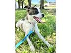 Adopt Fiona a Whippet, Mixed Breed