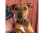 Adopt Bread a Mountain Cur, Mixed Breed