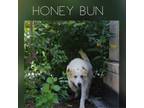 Adopt Honey Bun a Great Pyrenees, Mixed Breed