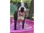 Adopt Toonami a American Staffordshire Terrier, Mixed Breed