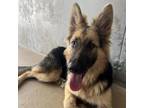 Adopt Anastasia a German Shepherd Dog