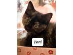 Adopt Tori a Domestic Short Hair, British Shorthair