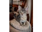 Adopt Odette a Tabby
