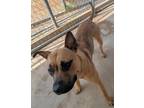 Adopt Izzy a Black Mouth Cur, Mixed Breed