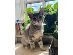 Adopt Biscuit (with Gravy) - In Foster (FIV+) a Domestic Short Hair