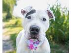 Adopt Diana Prince a Pit Bull Terrier