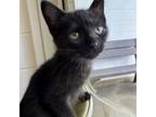 Adopt Jeanette a Domestic Short Hair