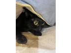 Adopt 2405-0976 Trouble a Domestic Short Hair