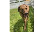 Adopt 2405-0394 Penny a Redbone Coonhound