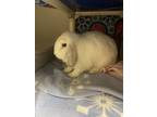 Adopt 2405-0990 Chanel a Holland Lop