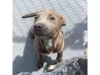 Adopt Almond a Pit Bull Terrier