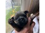 Brussels Griffon Puppy for sale in Trenton, NJ, USA