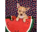 Chihuahua Puppy for sale in Hermiston, OR, USA