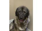 Adopt Scout a Mixed Breed