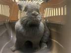 Adopt FURIOSA a Bunny Rabbit
