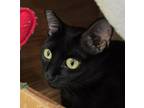 Adopt Midnight *WORKING CAT* a Domestic Short Hair