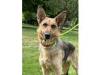 Adopt Annie Oakley a German Shepherd Dog, Mixed Breed