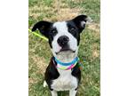Adopt Buttercup a Border Collie, Pit Bull Terrier