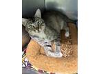 Adopt Fort Bliss a Domestic Short Hair