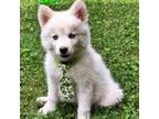 Siberian Husky Puppy for sale in Wilkesboro, NC, USA