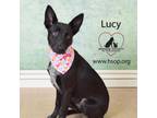 Adopt Lucy ( Lil ) a Shepherd, Cattle Dog