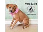 Adopt MooMoo a Hound