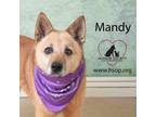 Adopt Mandy a Cattle Dog, Chow Chow