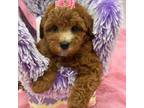 Maltipoo Puppy for sale in Cooper City, FL, USA