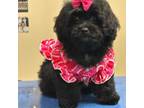 Shih-Poo Puppy for sale in Cooper City, FL, USA