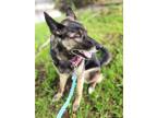 Adopt LADY BUG a German Shepherd Dog, Mixed Breed