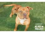 Adopt Cabernet a Pit Bull Terrier, Mixed Breed