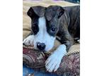 Adopt Lille a Pit Bull Terrier, Mixed Breed