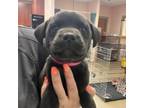 Adopt Georgia a Black Labrador Retriever