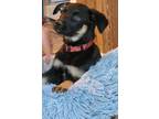 Adopt Amber - The A's a German Shepherd Dog, Mixed Breed