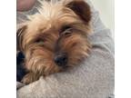 Adopt Cherry a Yorkshire Terrier
